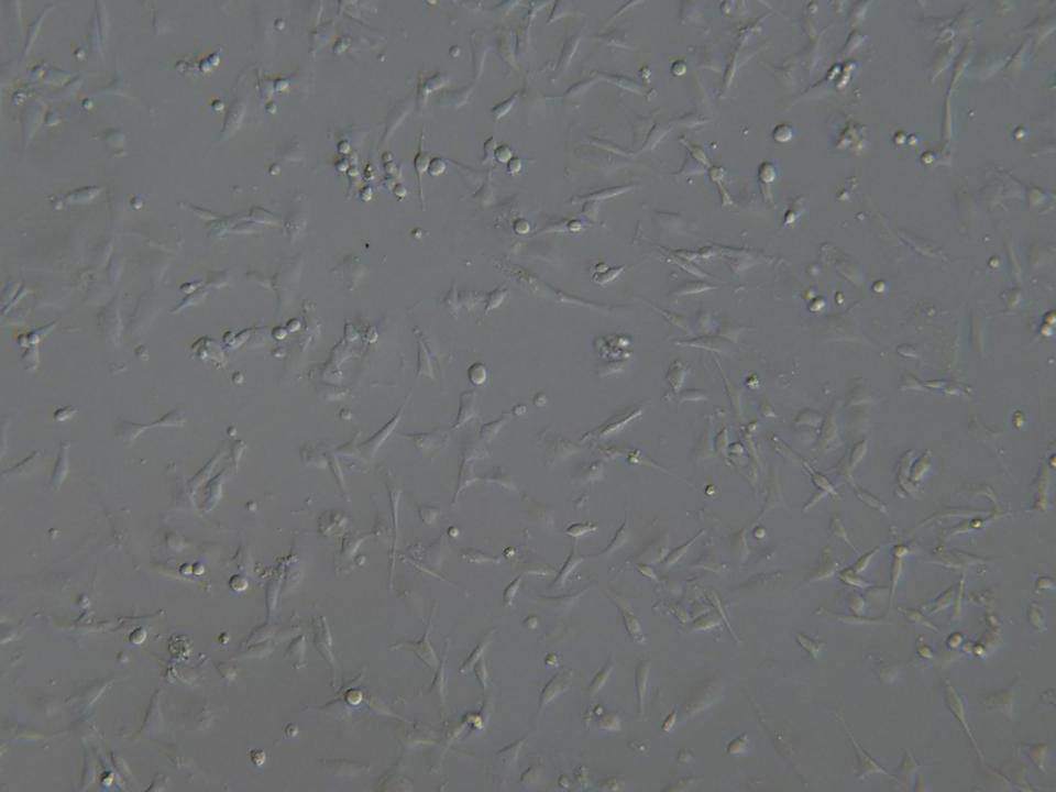 BFF - Bovine Fetal Fibroblasts – Viability 78 per cent